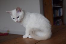 Ragdoll Kittens.. EMAIL HERE>>maurandans@gmail.com