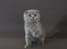 Scottish Fold Kittens contact here. EMAIL HERE>> nunesmoore1@gmail.com