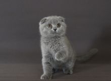 Scottish Fold Kittens contact here. EMAIL HERE>> maurandans@gmail.com