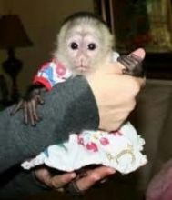 Searching for a good homes for our baby Capuchin monkeys or any.