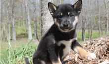 Shiba Inu puppies available now so email us at mypuppiesh@gmail.com