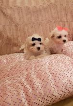 Special purebred Maltese puppies looking for great homes