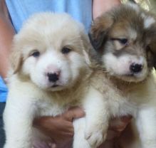 Two Pyrenees Puppies available with good health.