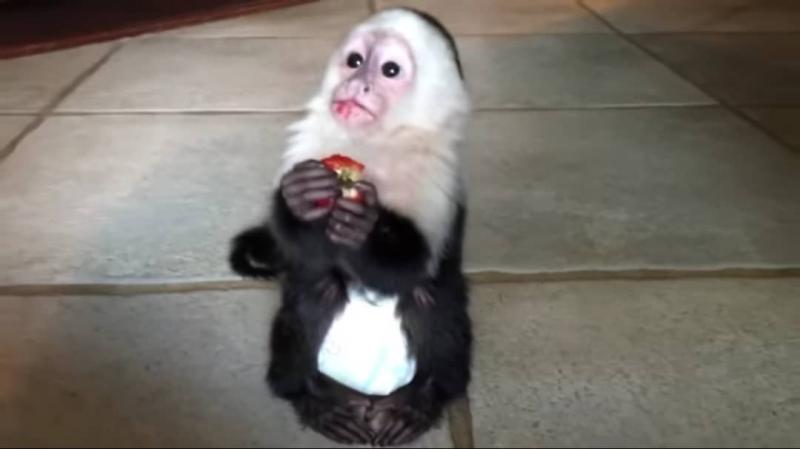 Beautiful capuchin monkeys available at good prices Image eClassifieds4u