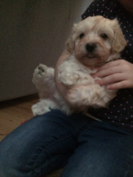 Contact now for these Malti-Poo puppies for adoption Image eClassifieds4u