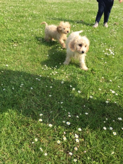 Flowerless Cava - Poo Puppies ready for good homes Image eClassifieds4u