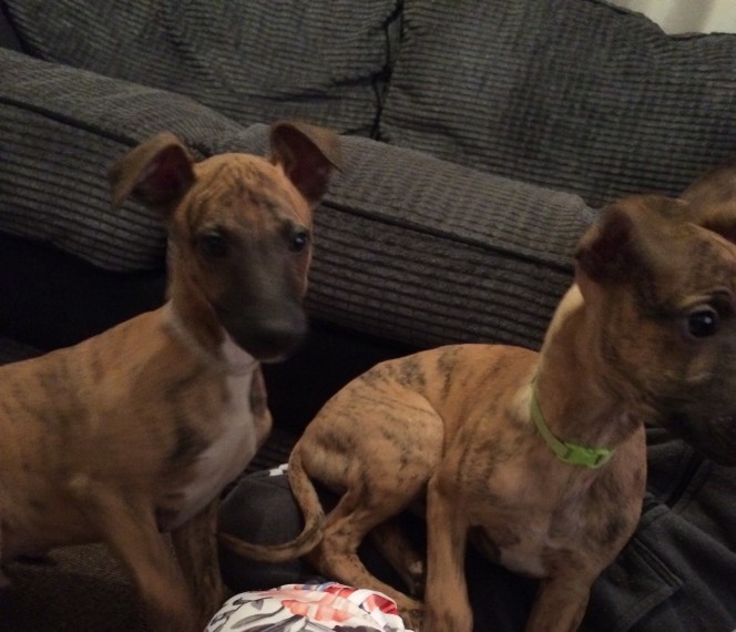 Healthy Whippet puppies from healthy breed Image eClassifieds4u