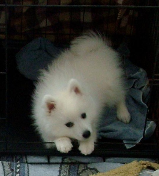 Japanese Spitz puppies for great homes Image eClassifieds4u