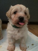 Contact now for these Malti-Poo puppies for adoption Image eClassifieds4u 2