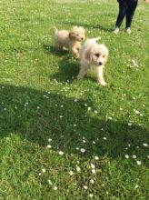 Flowerless Cava - Poo Puppies ready for good homes Image eClassifieds4U