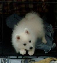 Japanese Spitz puppies for great homes Image eClassifieds4u 2