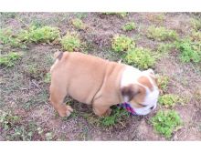 Marvelous and Friendly English Bulldog puppies ready for adoption Image eClassifieds4U