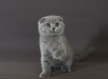 Scottish Fold Kittens contact here. EMAIL HERE>> maurandans@gmail.com Image eClassifieds4U