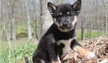 Shiba Inu puppies available now so email us at mypuppiesh@gmail.com Image eClassifieds4U