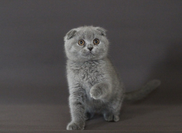 Scottish Fold Kittens contact here. EMAIL HERE>> maurandans@gmail.com Image eClassifieds4u