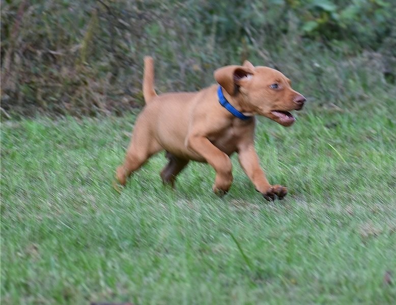 We have two clean and healthy Vizsla puppies Image eClassifieds4u