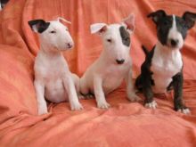 Amazing Bull-terrier puppies.