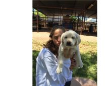 Baby Labrador Retriever puppies for adoption 204-500-9278