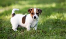 Lovely Jack Russell puppies for adoption.