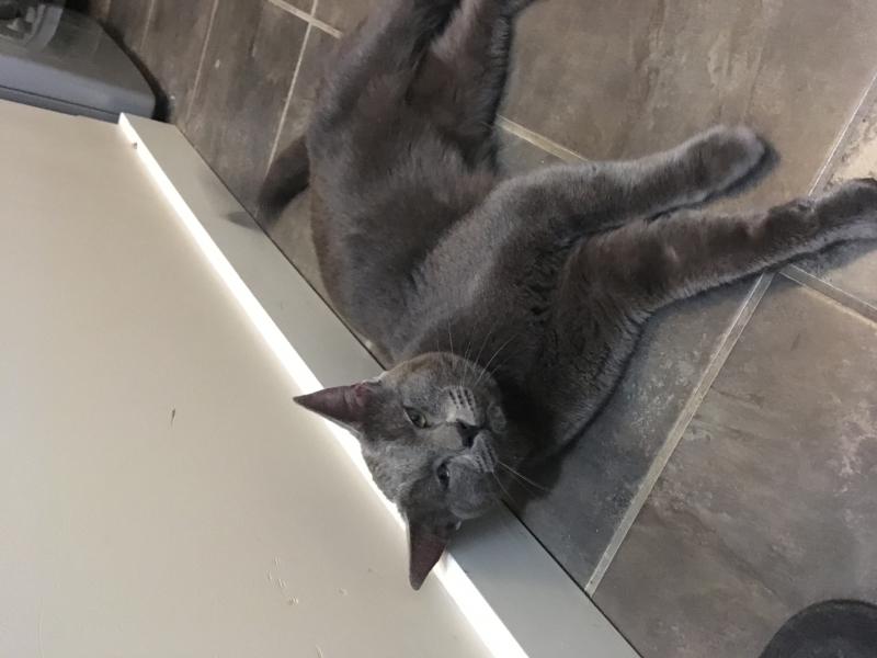 Free Cat Image eClassifieds4u