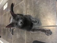 Free Cat Image eClassifieds4u 1