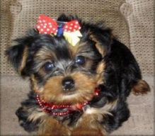 Home raised yorkie puppies for rehoming