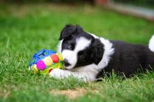 Male and Female Border Collie Puppies