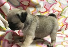 Male and Female Pug Puppies for Adoption