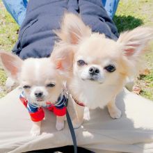 Precious Chihuahua puppies