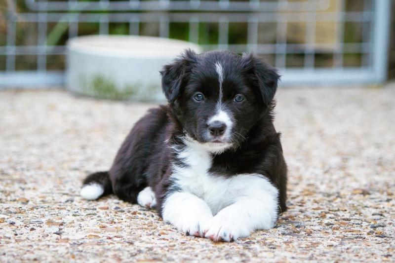 Adorable Border Collie pups Image eClassifieds4u