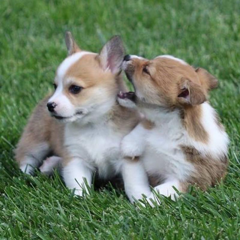C.K.C Pembroke Welsh Corgi Puppies For Adoption Image eClassifieds4u