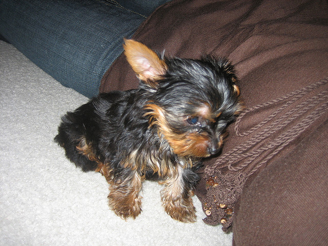 Home raised yorkie puppies for rehoming Image eClassifieds4u