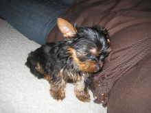 Home raised yorkie puppies for rehoming Image eClassifieds4U