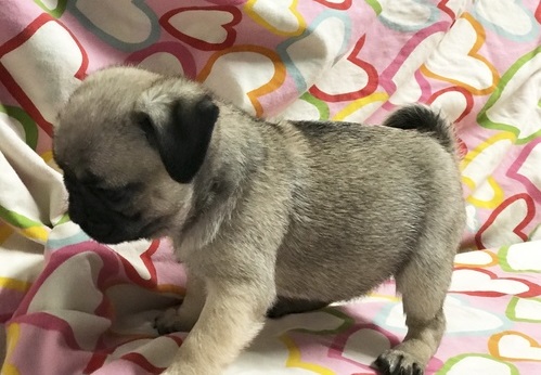 Male and Female Pug Puppies for Adoption Image eClassifieds4u