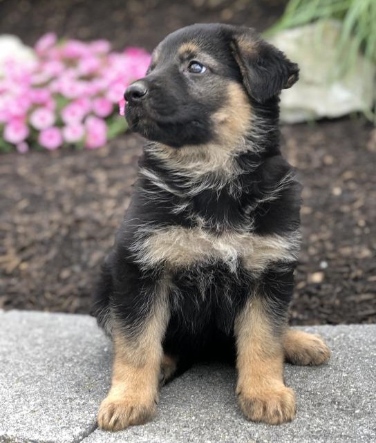 Smart German Shepherd Puppies For Adoption Image eClassifieds4u