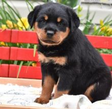 Energetic Akc Rottweiler Puppies Available For Adoption