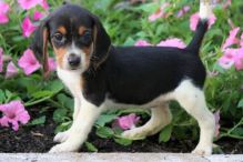 Fabulous Ckc Beagle Puppies For Re-Homing