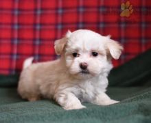 Sensational Maltese Puppies Ready For Adoption