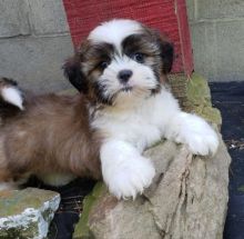 Eye-catching Akc Shih Tzu Puppies For Re-Homing