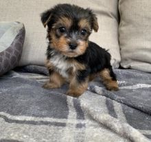 Pure Breed Yorkie puppies for adoption.