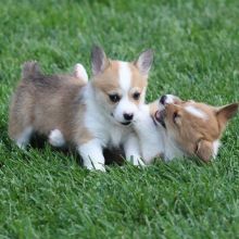 C.K.C Pembroke Welsh Corgi Puppies For Adoption Image eClassifieds4u 1
