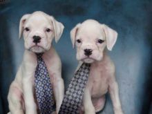 Cute Boxer puppies available, Image eClassifieds4U