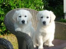 Super Star Golden Retriever Puppies For Re-homing