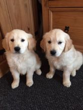 Super Star Golden Retriever Puppies For Re-homing