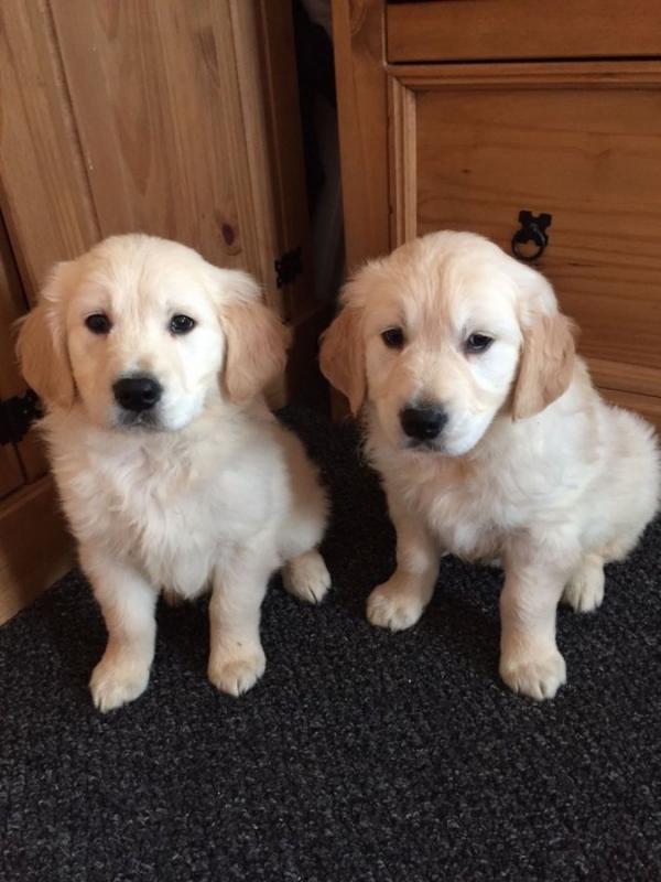 Super Star Golden Retriever Puppies For Re-homing Image eClassifieds4u