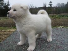 Absolute Joyful Akita puppies available for new homes