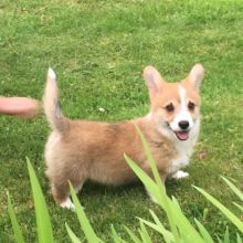 Beautifull Pembroke Welsh Corgi Puppies availablefor sale