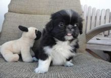 Cute Pekingese Puppies available contact for details and pics.