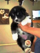 Cute Purebred Alaskan Malamutes Puppies available contact now for details.