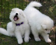 Very Beautifull Samoyed Puppies available for new homes.